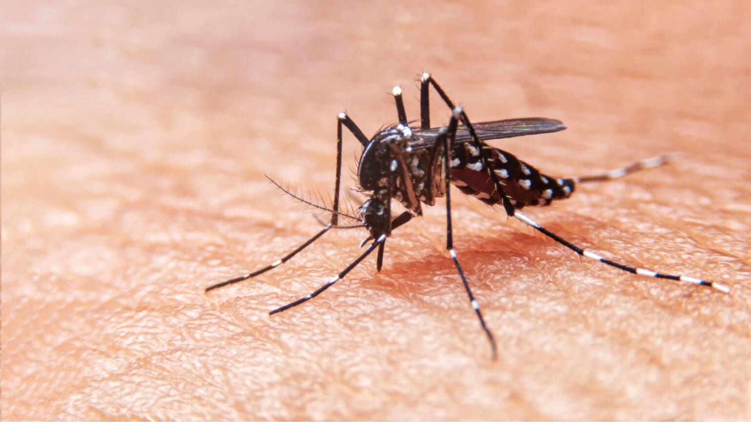 dengue mosquito