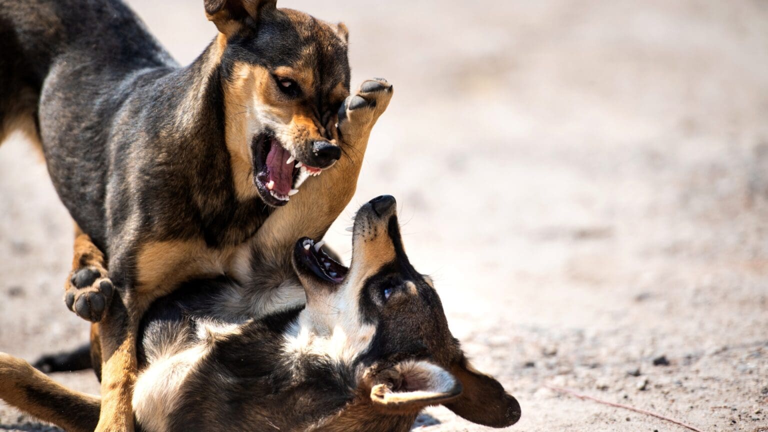 dogs fighting