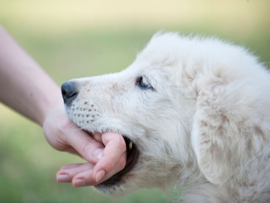 dog bite hand