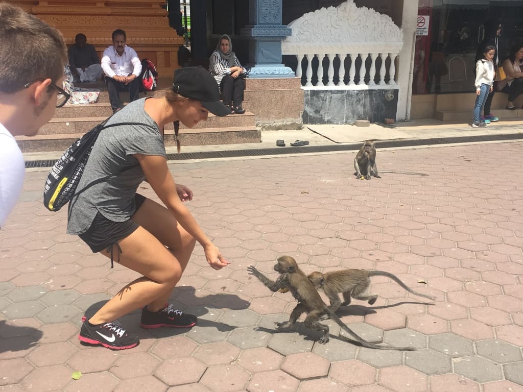Batu Caves Temple in Malaysia Monkey