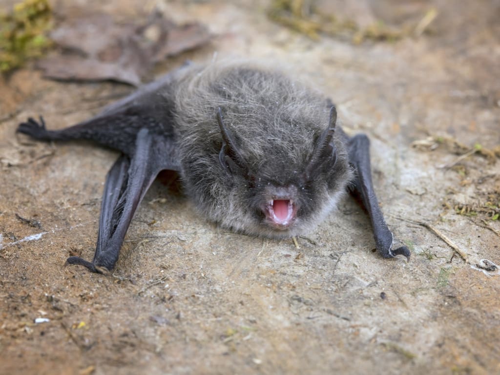 bat