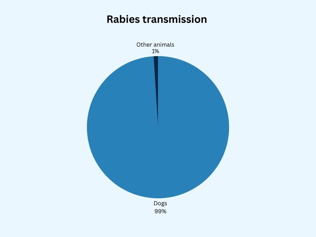 rabies transmission