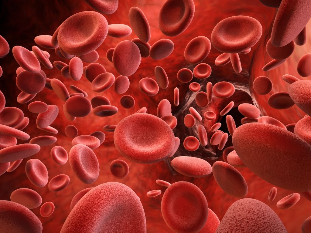 red blood cells