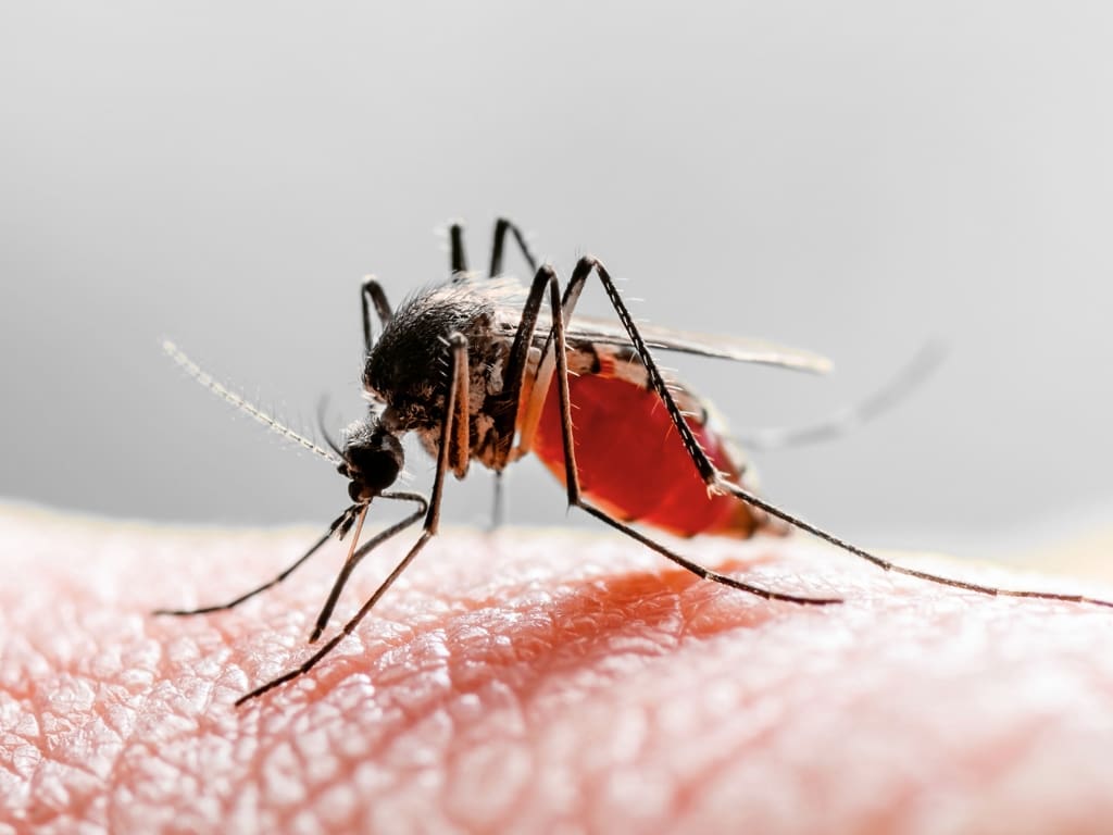 mosquito