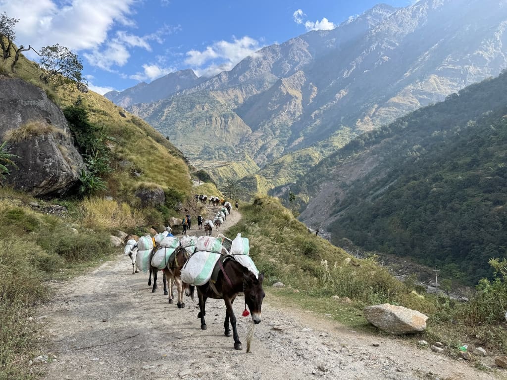 donkey in Himalayas