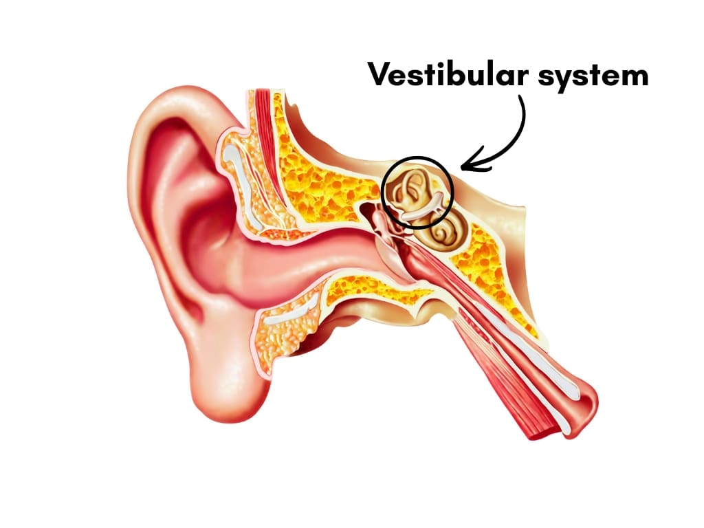 vestibular system